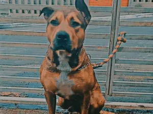 Cachorro raça Monster Pit Bull idade 3 anos nome Zeus 