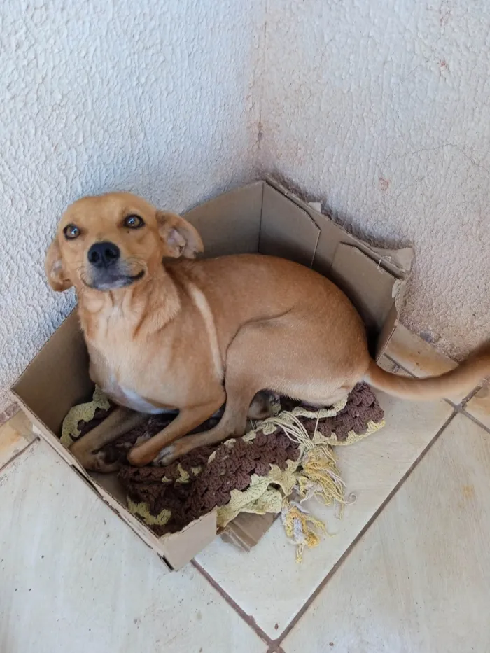 Cachorro ra a Caramelo idade 2 anos nome Lua