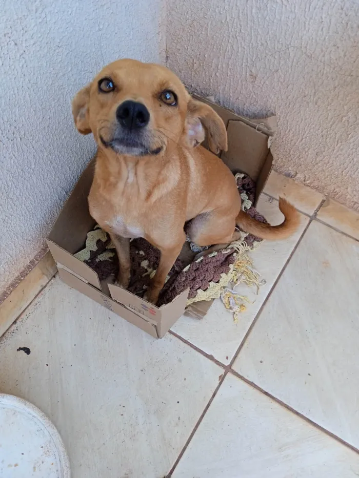 Cachorro ra a Caramelo idade 2 anos nome Lua