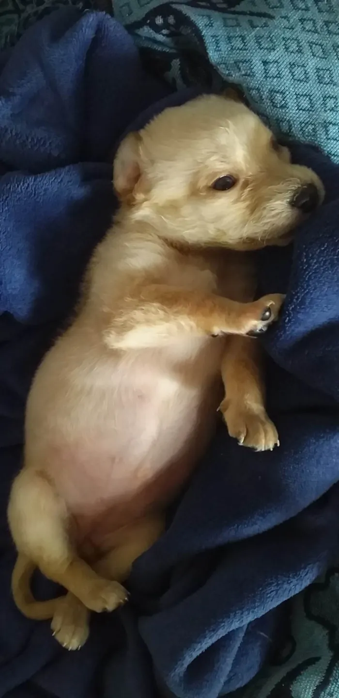 Cachorro ra a SRD-ViraLata idade Abaixo de 2 meses nome Sol e Lua