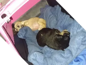 Cachorro raça SRD-ViraLata idade Abaixo de 2 meses nome Sol e Lua