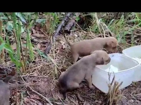 Cachorro ra a Yorkshire com pincher idade 2 a 6 meses nome Filhotes