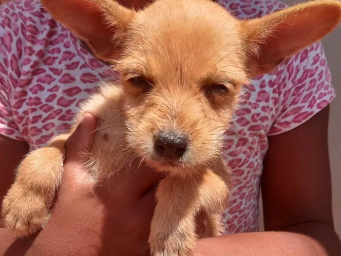 Cachorro ra a Yorkshire com pincher idade 2 a 6 meses nome Filhotes