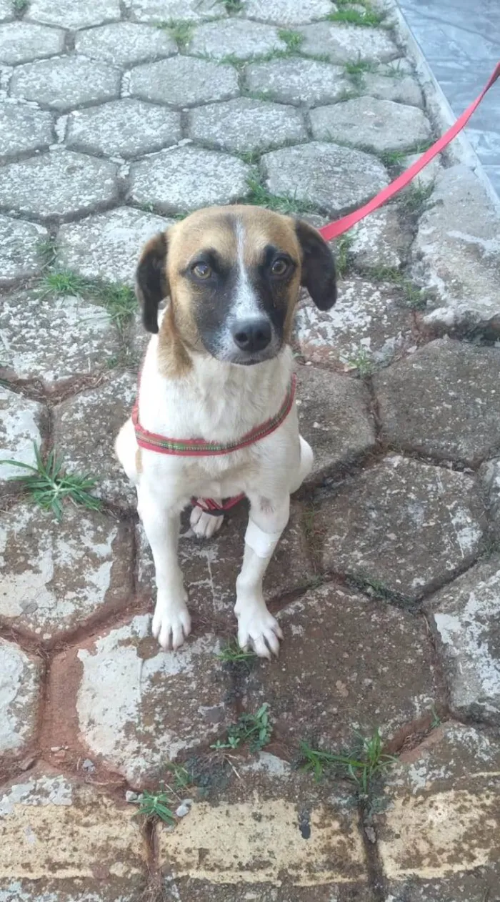 Cachorro ra a SRD-ViraLata idade 1 ano nome Nina