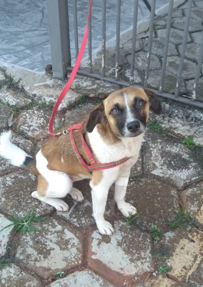 Cachorro ra a SRD-ViraLata idade 1 ano nome Nina