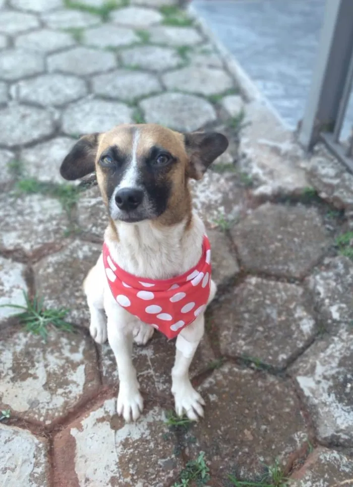 Cachorro ra a SRD-ViraLata idade 1 ano nome Nina