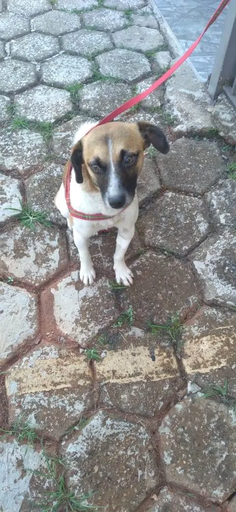 Cachorro ra a SRD-ViraLata idade 1 ano nome Nina