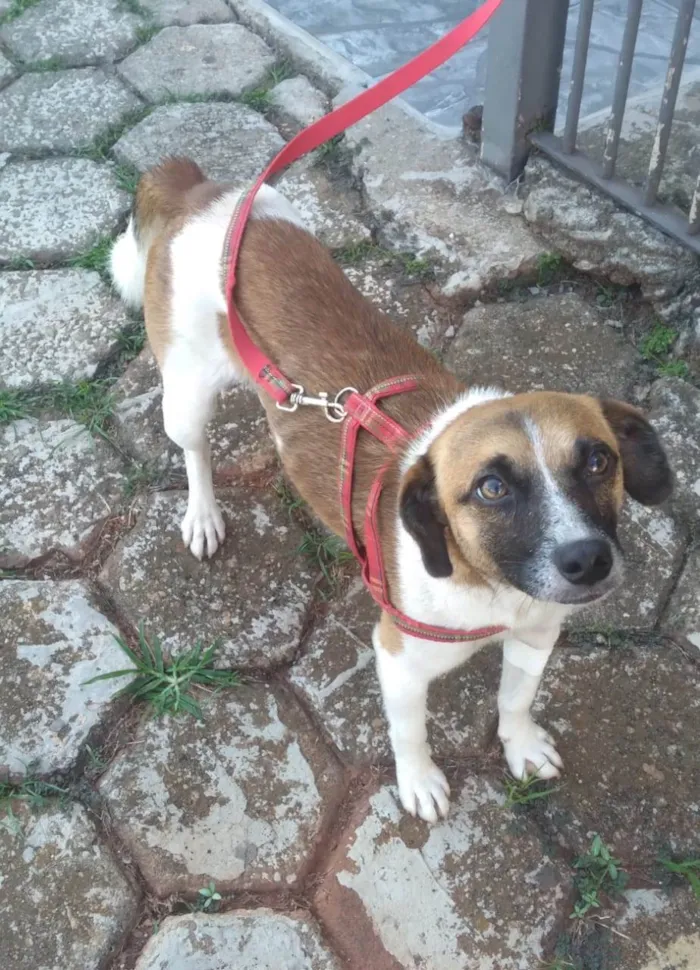Cachorro ra a SRD-ViraLata idade 1 ano nome Nina