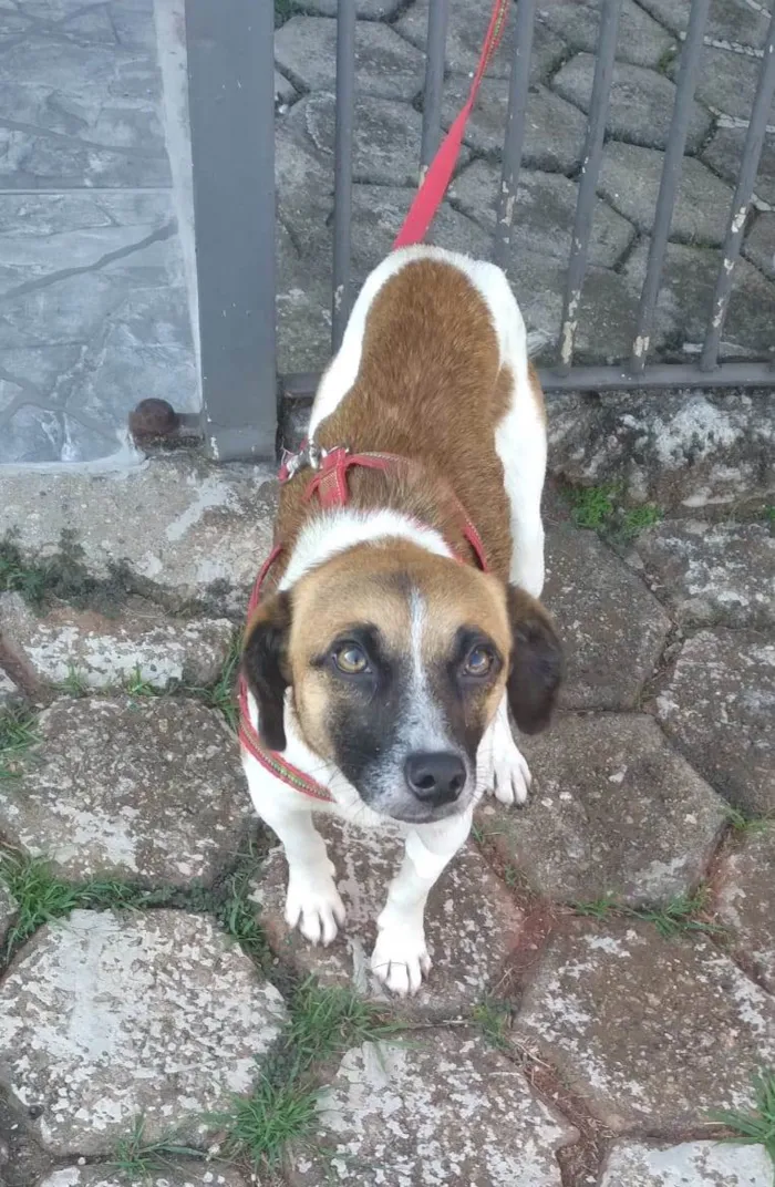 Cachorro ra a SRD-ViraLata idade 1 ano nome Nina