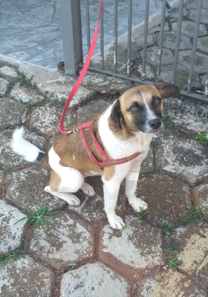 Cachorro ra a SRD-ViraLata idade 1 ano nome Nina
