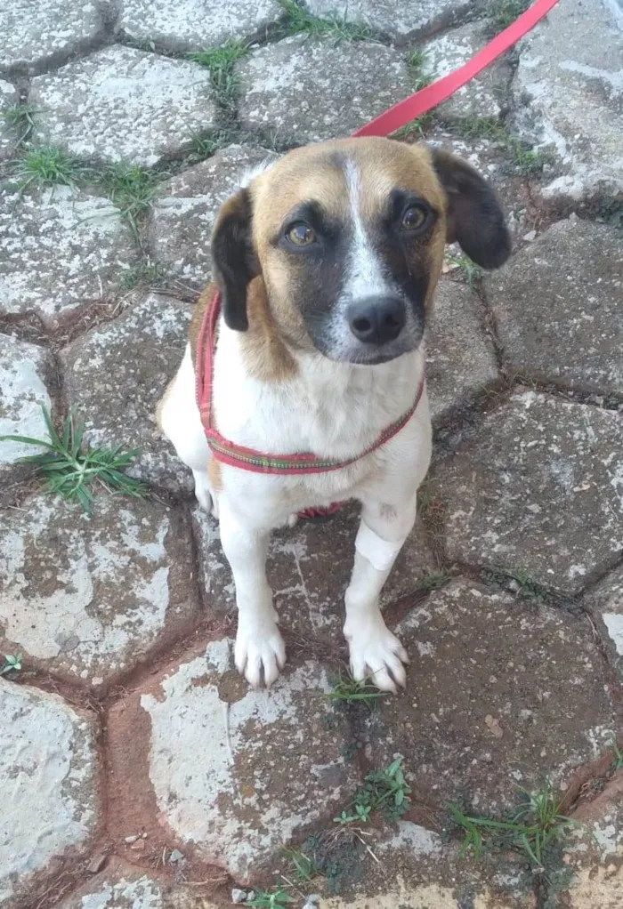 Cachorro ra a SRD-ViraLata idade 1 ano nome Nina