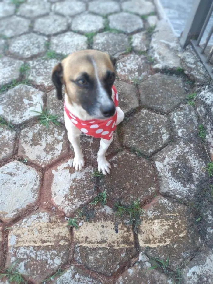 Cachorro ra a SRD-ViraLata idade 1 ano nome Nina