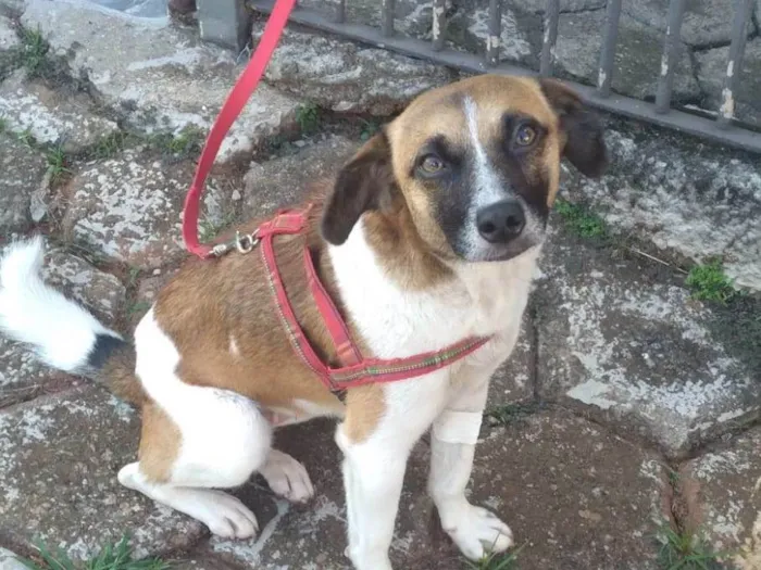 Cachorro ra a SRD-ViraLata idade 1 ano nome Nina