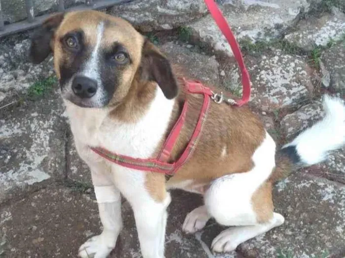 Cachorro ra a SRD-ViraLata idade 1 ano nome Nina