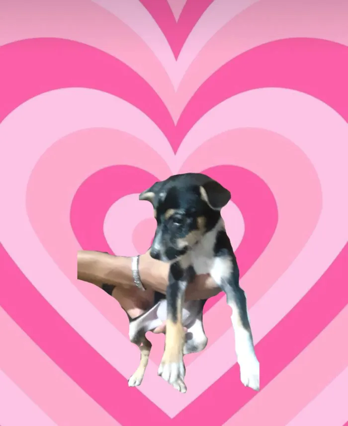 Cachorro ra a SRD-ViraLata idade 2 a 6 meses nome Vodka bb3meses porte Pequeno 