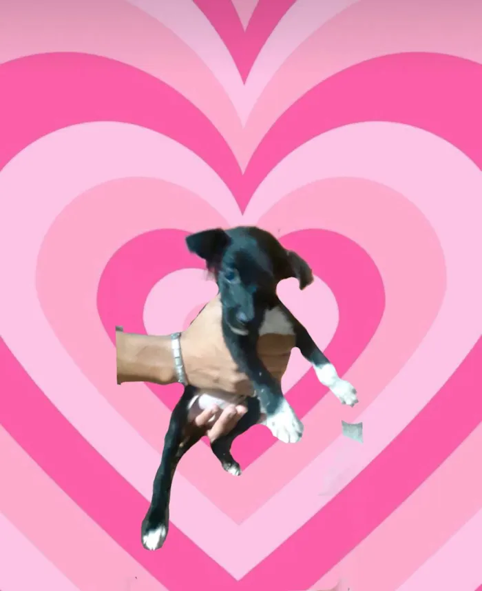 Cachorro ra a SRD-ViraLata idade 2 a 6 meses nome Paris bb3meses porte Pequeno 