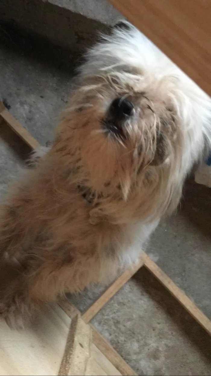 Cachorro ra a Shitzu idade 2 a 6 meses nome Algodão 6meses Shitzu 