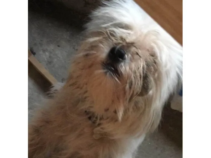 Cachorro ra a Shitzu idade 2 a 6 meses nome Algodão 6meses Shitzu 