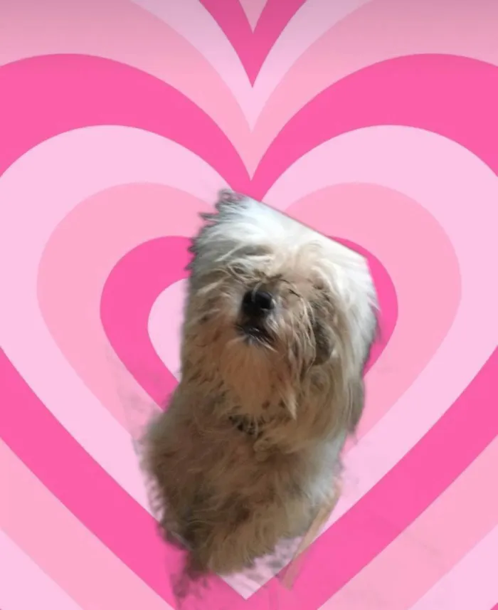 Cachorro ra a Shitzu idade 2 a 6 meses nome Algodão 6meses Shitzu 