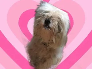 Cachorro raça Shitzu idade 2 a 6 meses nome Algodão 6meses Shitzu 