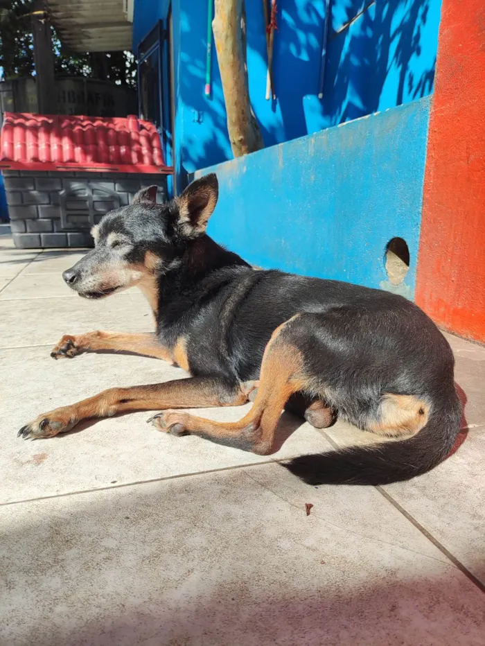 Cachorro ra a SRD-ViraLata idade 6 ou mais anos nome Zé Bonitinho