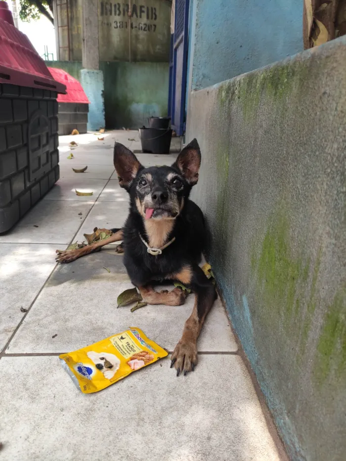 Cachorro ra a SRD-ViraLata idade 6 ou mais anos nome Zé Bonitinho