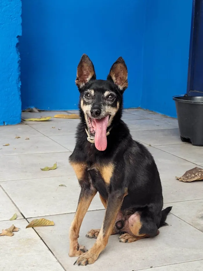 Cachorro ra a SRD-ViraLata idade 6 ou mais anos nome Zé Bonitinho