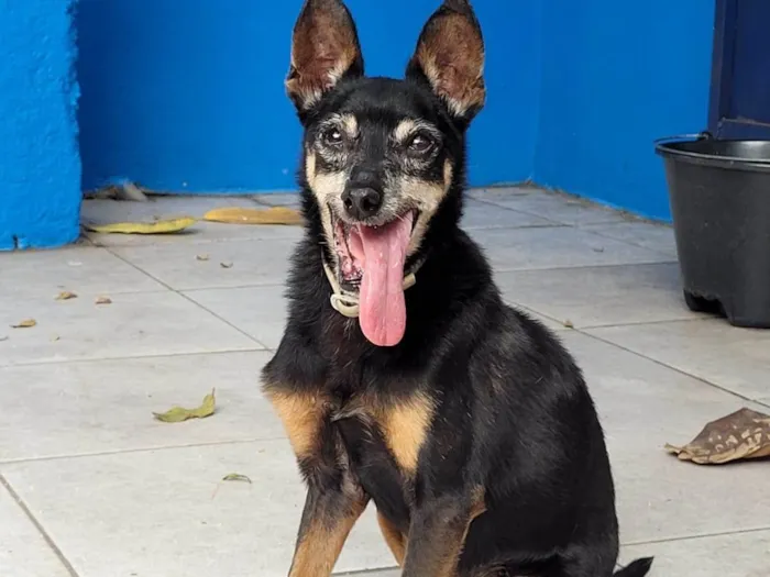 Cachorro ra a SRD-ViraLata idade 6 ou mais anos nome Zé Bonitinho