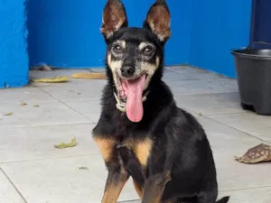 Cachorro raça SRD-ViraLata idade 6 ou mais anos nome Zé Bonitinho