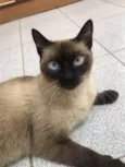 Fumaça