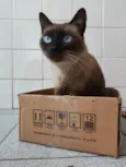Fumaça