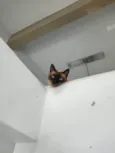 Fumaça
