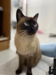 Fumaça