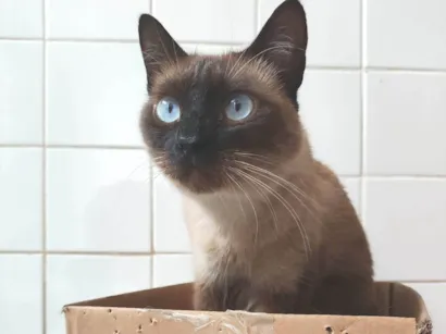 Gato raça SRD-ViraLata idade 3 anos nome Fumaça