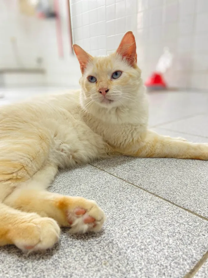 Gato ra a SRD-ViraLata idade 7 a 11 meses nome Faísca