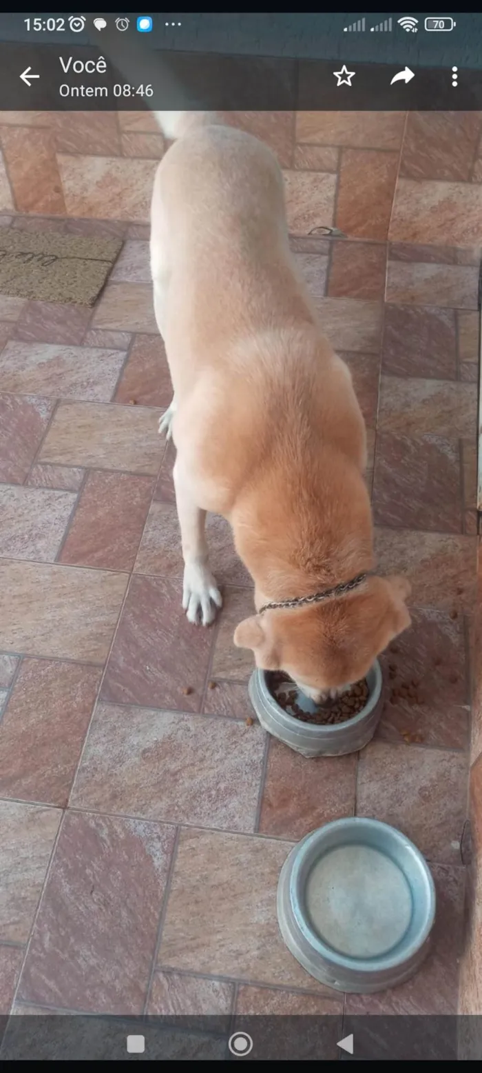 Cachorro ra a Labrador  idade 6 ou mais anos nome Raj