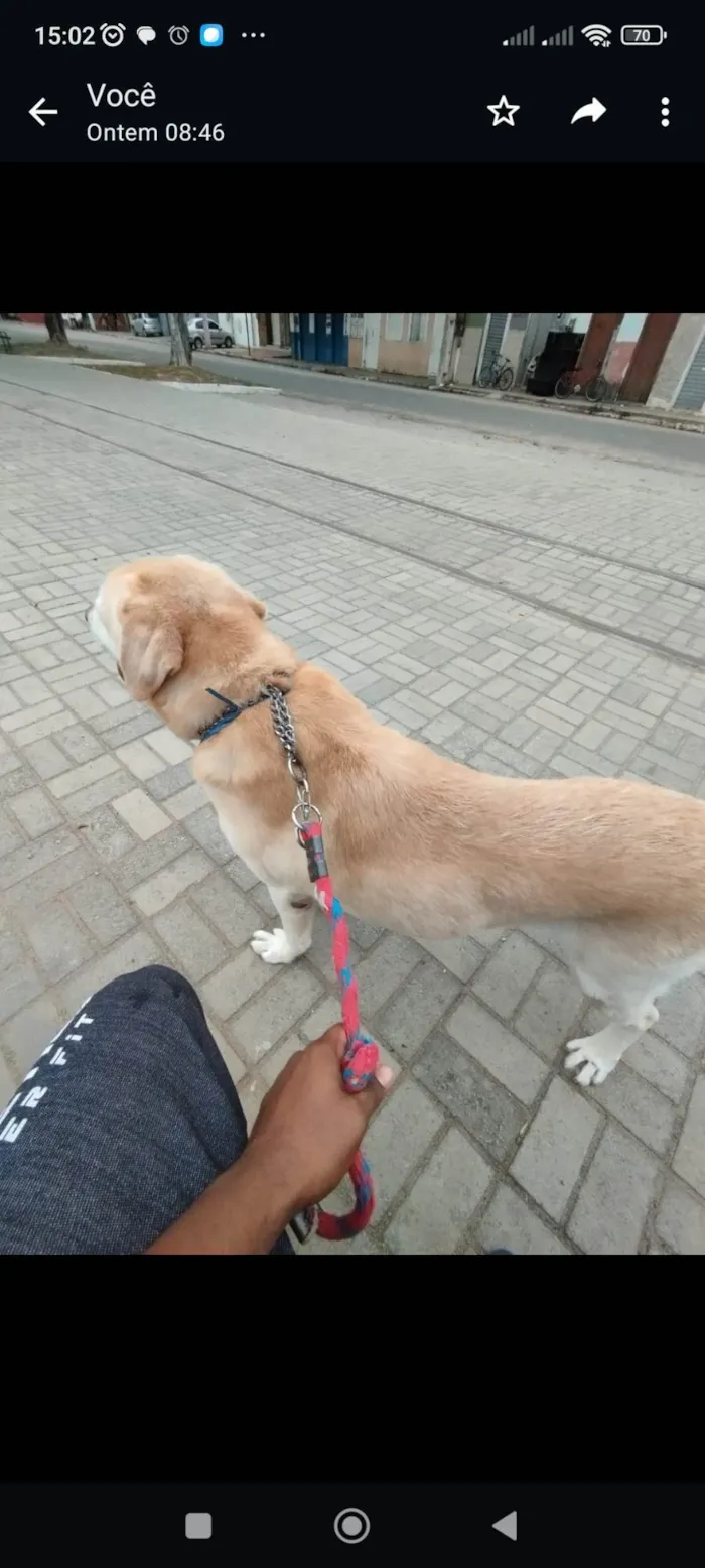 Cachorro ra a Labrador  idade 6 ou mais anos nome Raj