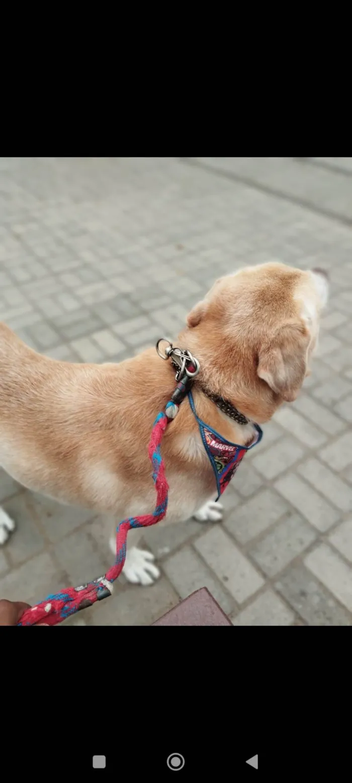 Cachorro ra a Labrador  idade 6 ou mais anos nome Raj