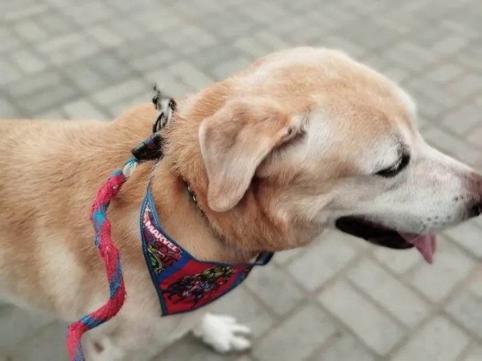 Cachorro ra a Labrador  idade 6 ou mais anos nome Raj