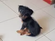 Laila