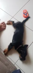 Laila