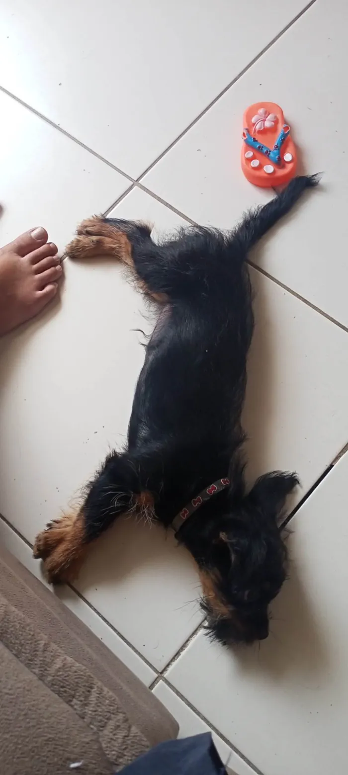 Cachorro ra a Yorkshire x shitzu idade 2 a 6 meses nome Laila