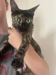 MIA