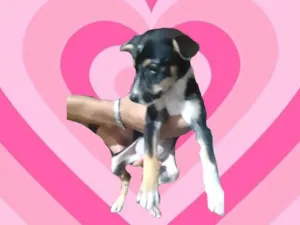 Cachorro raça SRD-ViraLata idade 2 a 6 meses nome Vodka bb3meses porte Pequeno 