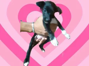 Cachorro raça SRD-ViraLata idade 2 a 6 meses nome Paris bb3meses porte Pequeno 