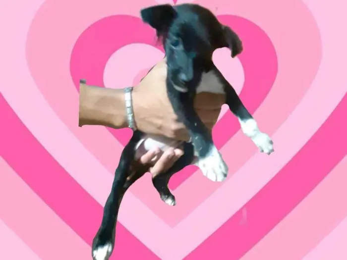 Cachorro ra a SRD-ViraLata idade 2 a 6 meses nome Paris bb3meses porte Pequeno 