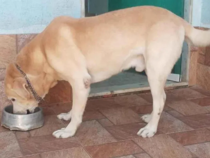 Cachorro ra a Labrador  idade 6 ou mais anos nome Raj