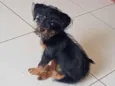 Laila