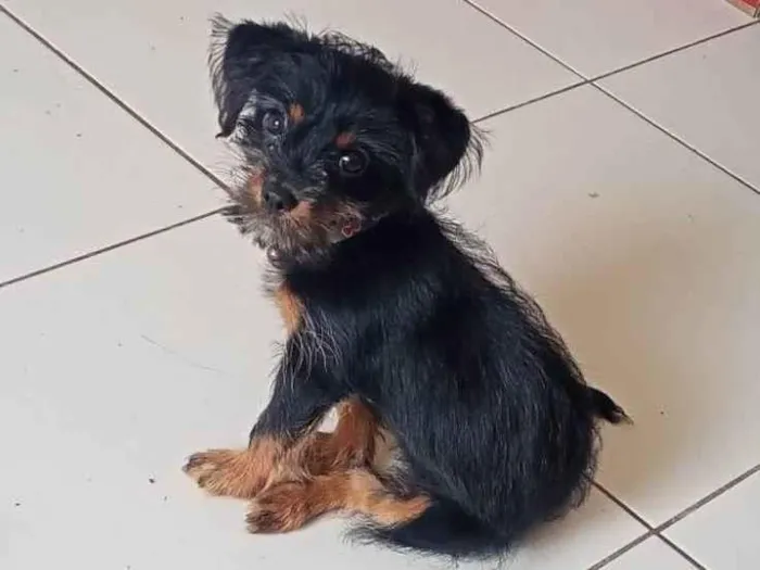 Cachorro ra a Yorkshire x shitzu idade 2 a 6 meses nome Laila