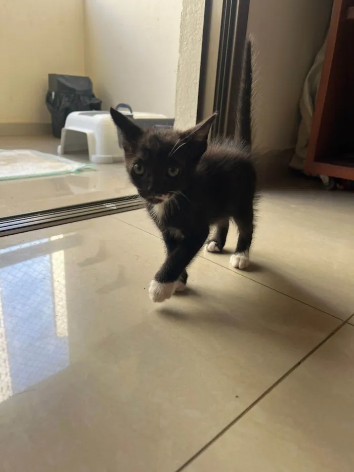 Gato ra a SRD-ViraLata idade 2 a 6 meses nome PRETINHO